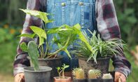 Perawatannya Mudah, 7 Rekomendasi Tanaman Hias Outdoor untuk Percantik Rumah