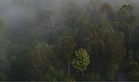 Kisah Suku Paloh, Suku Misterius di Kalimantan yang Disebut Selamatkan Pesawat TNI AU yang Jatuh
