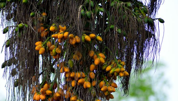 Ketahui Berbagai Khasiat Buah Pinang Untuk Kejantanan Dan Efek Sampingnya Ketahui Berbagai Khasiat Buah Pinang Untuk Kejantanan Dan Efek Sampingnya