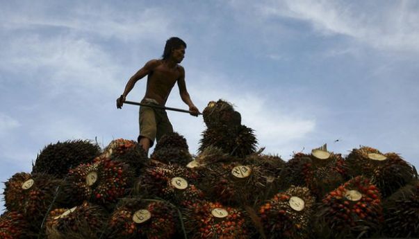 Pemerintah Ambil Langkah Antisipasi Hadapi Penurunan Harga Komoditas Pemerintah Ambil Langkah Antisipasi Hadapi Penurunan Harga Komoditas