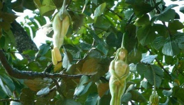 Nareepol: Buah Unik Berbentuk Seorang Wanita dari Thaiand