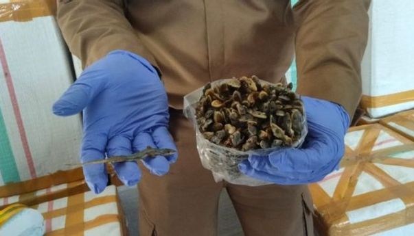 Banyak yang Geli: Cicak Kering Justru Punya Manfaat Ampuh Untuk Kesehatan