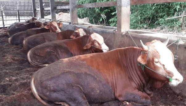 Berita Jateng: Cerita Peternak Sapi di Magelang, Habiskan Rp 1 Juta per Hari untuk 30 Ekor Sapi