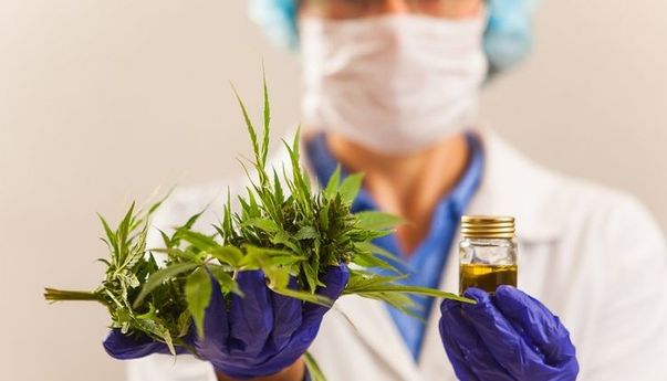 Status Ganja Sudah Legal di Malaysia dan Thailand, Bagaimana dengan Indonesia?