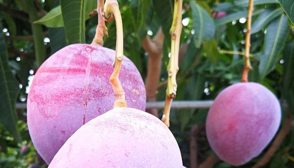 Beli Bibit Mangga Cuma Rp485 Ribu, Setelah Besar 2 Buah Laku Rp65 Juta