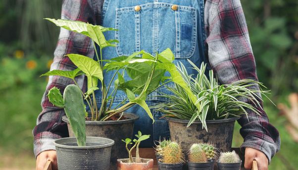 Perawatannya Mudah, 7 Rekomendasi Tanaman Hias Outdoor untuk Percantik Rumah