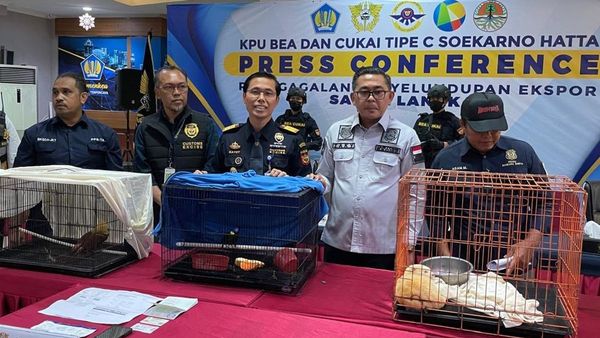 Bea Cukai Bandara Soetta Tangkap Aktor Bollywood karena Selundupkan Satwa Langka