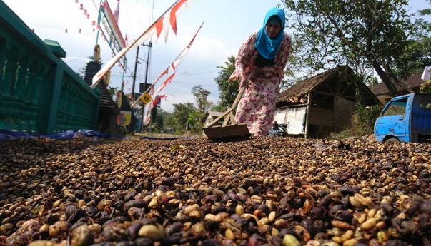 Berita Jateng: Imbas Covid-19 pada Petani Kopi di Temanggung