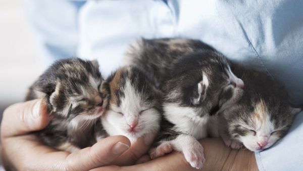 Jangan Asal, Seperti Ini Cara Merawat Anak Kucing yang Baru Lahir