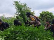 Polisi Temukan Lagi Ladang Ganja di Lereng Semeru, Terakhir 4.388 Pohon