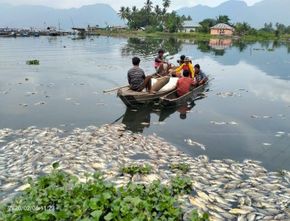Aneh Ratusan Ton Ikan Tiba-tiba Mati di Danau Maninjau, Pertanda Apa?