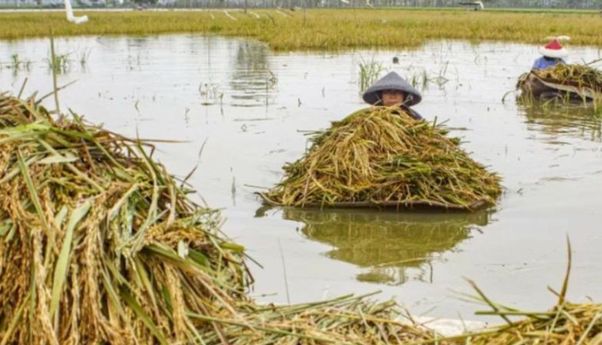 Ribuan Hektare Lahan Pertanian Terancam Gagal Panen Akibat Banjir di Jawa Tengah