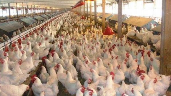 Ayam Impor Brasil Siap Banjiri Pasar Indonesia, Dampak Kekalahan RI di WTO