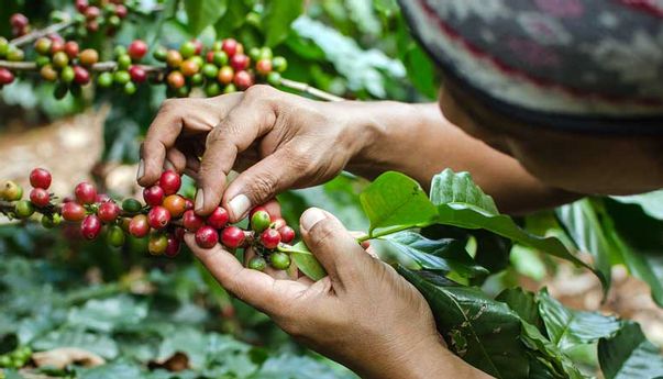Berita Seputar Jogja: Dinas Pertanian dan Pangan Kulon Progo Gandeng Petani Kopi Milenial