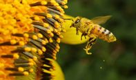 Proyek NATO, Lebah Penjaga Bakal Bisa Mencium Bahan Peledak dan Narkoba