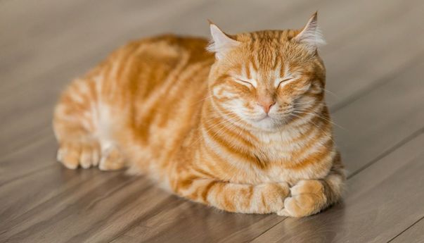 Setelah 5 Tahun, Apakah Kucing Masih Ingat Nama Pemiliknya?  Begini Menurut Studi