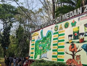 3 Harimau Ditemukan Mati di Kandangnya, Pemkot Medan Bakal Tutup Sementara Medan Zoo