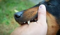 Dinkes Sukabumi Tangani 73 Kasus Rabies, Sebagian Besar dari Luar Wilayah
