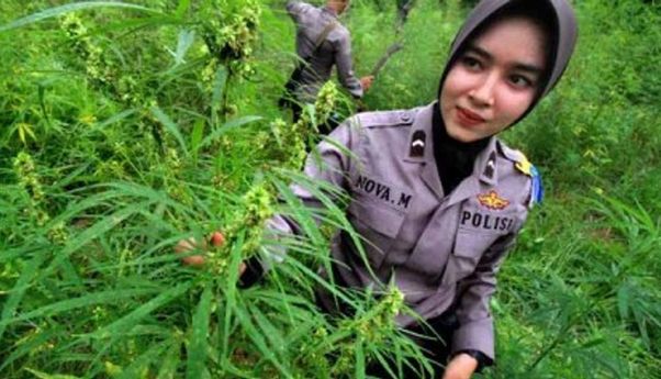 Polisi Musnahkan Ladang Ganja Siap Panen Seluas 1,5 Hektare di Pedalaman Pidie