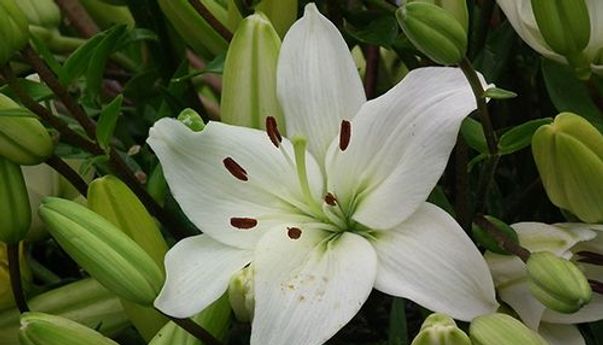 Cantik dan Enak Dipandang: 7 Tanaman Hias Ini Efektif Usir Debu di Rumah