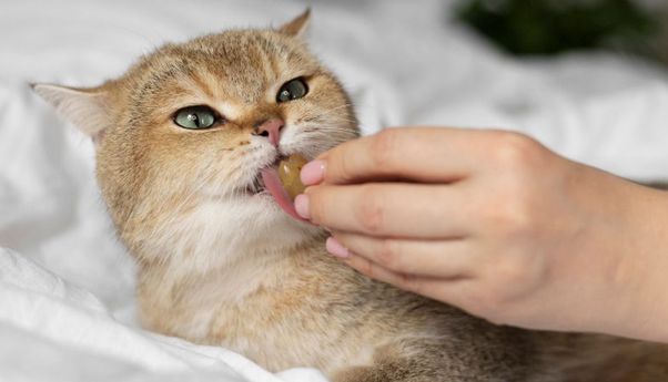 Kucing Tidak Mau Makan? Mungkini 5 Hal ini Penyebabnya
