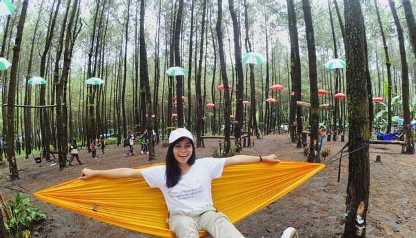 Luar Biasa! Beberapa Hutan Pinus Malang Ini Tawarkan Sensasi Liburan Alam yang Beda