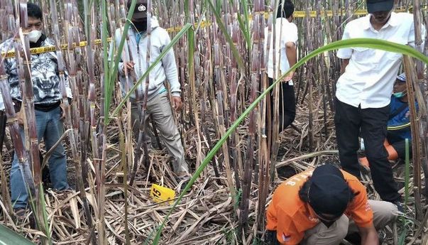 Heboh Temuan Kerangka Manusia di Ladang Tebu Malang, Diduga ODGJ yang Kelaparan
