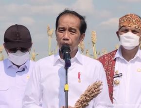 Jokowi Sebut Petani Sorgum Bisa Dapat Rp50 Juta per Tahun: Hasil yang Tidak Kecil