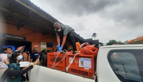 Thailand Pulangkan Kembali Tiga Orang Utan Sitaan Kasus Satwa Ilegal ke Jambi