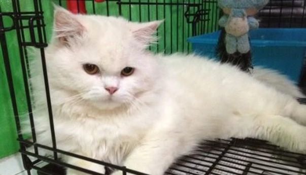 Ingin Beli Kucing Anggora? Ketahui Dahulu Daftar Harga Kucing Anggora!