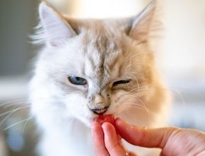 Studi Temukan Apel Bisa Penuhi Kebutuhan Serat Kucing