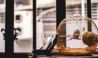 Bule di Bali Beli Burung Setiap Hari untuk Dilepaskan, Netizen Puji Alasan di Baliknya