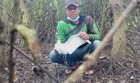 Dalam Sepekan, Puluhan Burung Kuntul Hutan Mangrove Baros Mati Secara Misterius