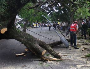 Cegah Dampak Buruk Siklon Tropis Seroja, DLH Bantul Tebang Pohon Rawan Tumbang
