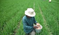 Punya Kartu Tani, Petani di Pengasih Kulonprogo Belum Bisa Tebus Pupuk Bersubsidi