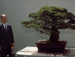 Kisah Bonsai Berusia Hampir Empat Abad yang Selamat dari Ledakan Bom Atom Hiroshima