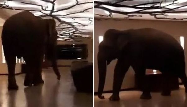 Natta Kota, Gajah Gemas Kesayangan Para Staf dan Tamu Hotel di Sri Lanka
