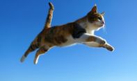 Viral, Pemuda Ini Tega Lempar Kucing dari Puncak Bukit Hanya Demi Konten