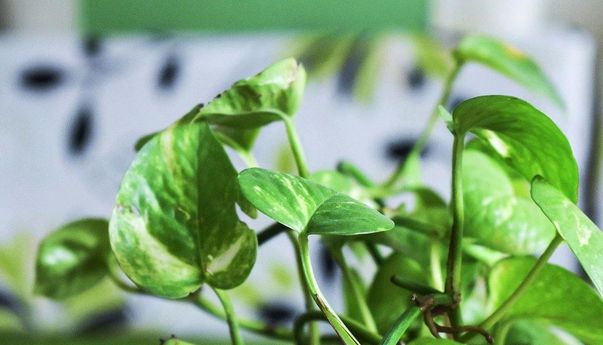 Tanaman Herbal yang Baik untuk Paru-paru, Ampuh Bersihkan Lendir Membandel