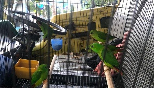 Berita Terkini: Penyelundupan 5 Burung Serindit Melayu Berhasil Digagalkan Petugas