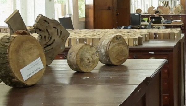 Di Bogor Ada Perpustakaan Kayu Terbesar di Dunia, Punya 3.600 Lebih Jenis Kayu