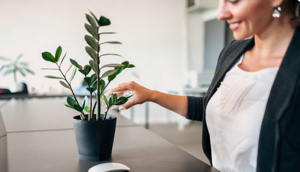 7 Tanaman Hias yang Gampang Dirawat untuk Percantik Ruang Kantor
