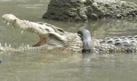 Buaya Berkalung Ban di Sungai Palu Kembali Diburu
