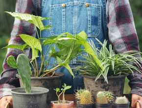Perawatannya Mudah, 7 Rekomendasi Tanaman Hias Outdoor untuk Percantik Rumah