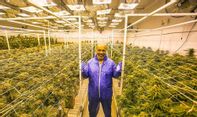 Geluti Bisnis Kebun Ganja, Mike Tyson Sukses Jadi Milarder Setelah Pensiun