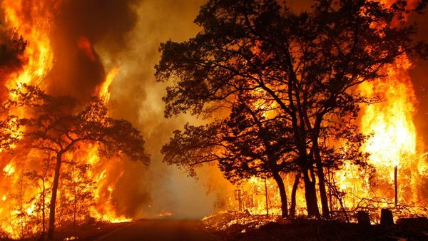 Kebakaran Hutan Tak Hanya Merugikan Manusia Namun Juga Satwa yang Ada