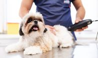 Ini Deretan Pet Shop Terlengkap di Jogja yang Menyediakan Pakan dan Aneka Keperluan Lainnya