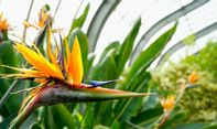 7 Tanaman Bunga Tahan Panas dan Hujan untuk Mempercantik Halaman Rumah Anda