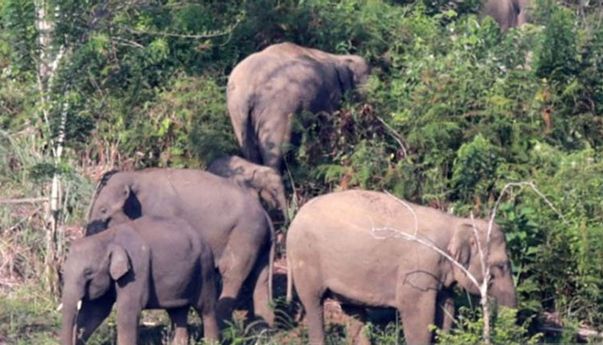 18 Rumah Warga di Aceh Rusak Karena Diserang Kawanan Gajah Liar