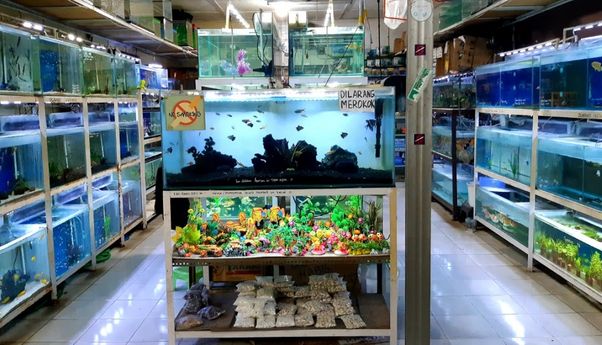 Daftar Toko Aquarium Jogja Berbagai Ukuran Sesuai Kebutuhan